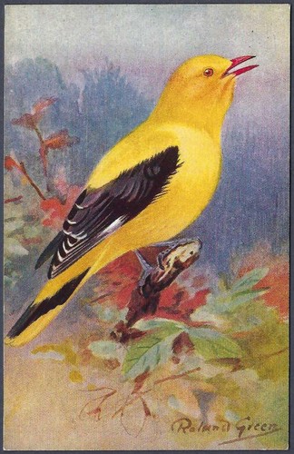 Golden oriole roland - roland, green