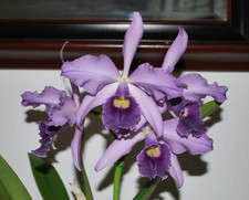 Lc. Canhamiana 'Azure Skies'