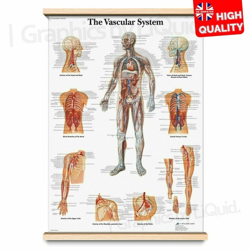 Human anatomy educational - human,