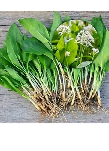 8wild garlic bulbs organic - -,