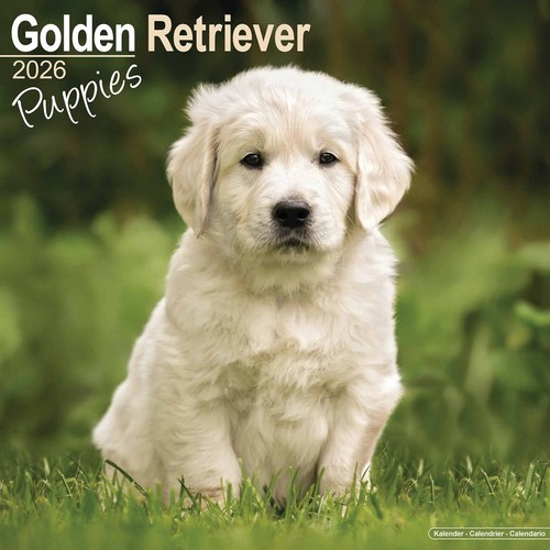 Golden retriever puppies - golden,