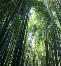 Moso bamboo seeds