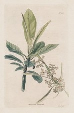 Jamaican conut Haiti Jamaica