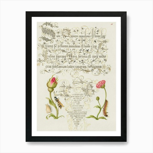 Wainscot french rose - french,