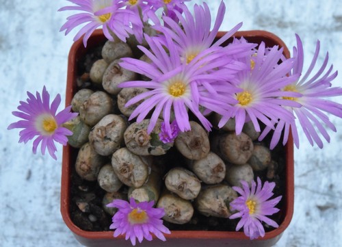 Conophytum ectypum ssp ignavum