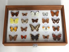 A COLLCTION OF 20 BRITISH BUTTERFLISE ALL NAMED IN A DARK WOOD DISPLAY BOX
