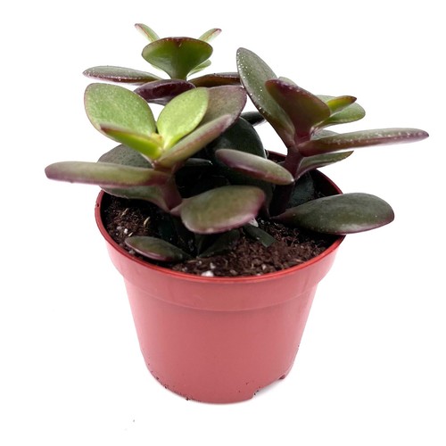 Jade money plant - money, crassula