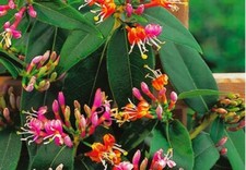 LONICERA HONEYSUCKLE HENRYII 9CM POT CLIMBING PLANT EVERGREEN FAST CLIMBER