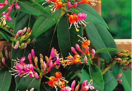 Lonicera honeysuckle henryii - lonicera,