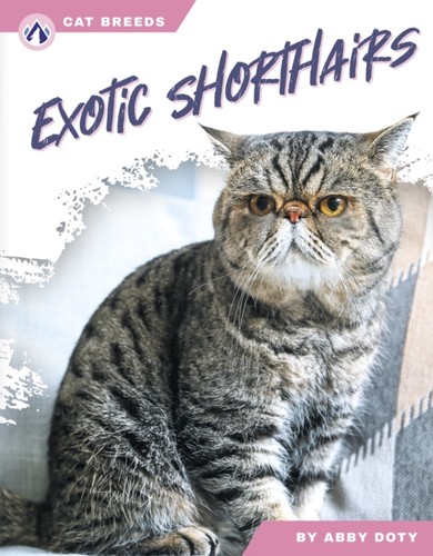 Exotic shorthairs - exotic,