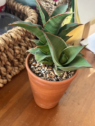 Sansevieria puyek hybrid - puyek,