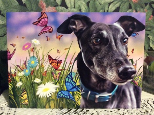 Greyhound lurcher - ,,