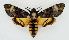 🦋 Set  Death’s‑head