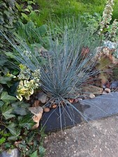 3 x Festuca Glauca blue silver green evergreen ornamental perennial grass plants