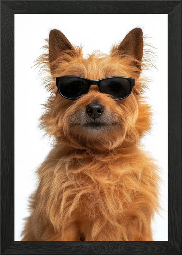 Cool norwich terrier dog - cool,