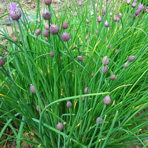 Garlic chives neko culinary - garlic,