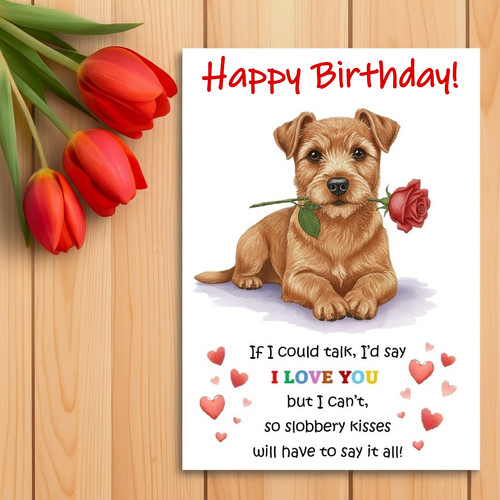 Norfolk terrier birthday card - birthday,