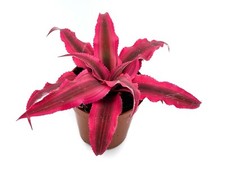 Cryptanthus Rubin Star Baby Earth Star Bromeliad Starfish Plant 5.5 cm pot 
