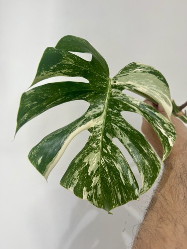 Variegated monstera albo - variegated,