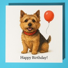 Norwich Terrier Dog - Happy