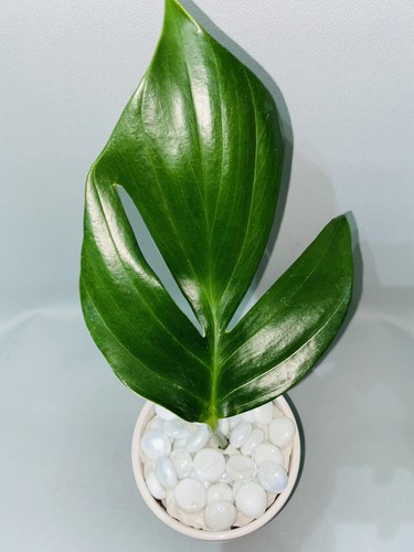 Rare dragon tail rooted - , (rooted