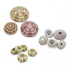 Set of 3 x Natural Sea Urchins