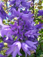 CAMPANULA TRACHELIUM STUNNING