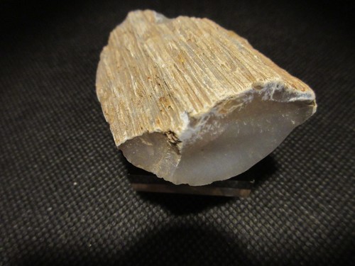 Light blue agatized palm wood - palm,