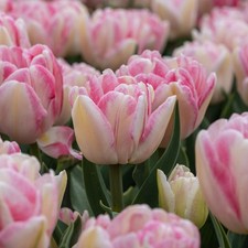 Tulip Foxtrot Flower Bulbs