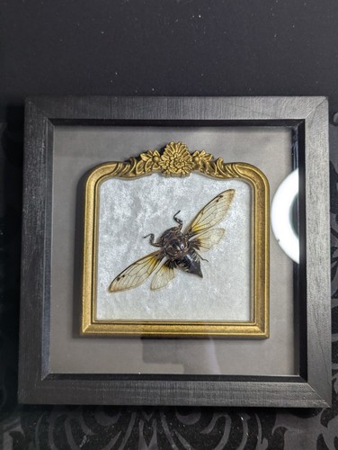Real framed cicada insect - real,