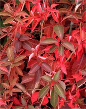 9ft-10ft inc. pot  LARGE Virginia Creeper Parthenocissus henryana 10litre