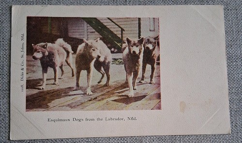 Postcard newfoundland canada - postcard,