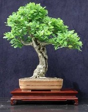 2 x 2026 OAK SAPLINGS/TREES