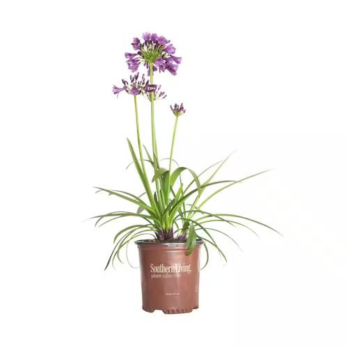 Ever amethyst agapanthus 5 - amethyst, agapanthus,
