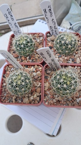Ferocactus hamatacactus - /,