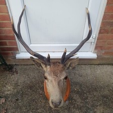 Stag head by Stewart McIntosh Braemar Taxidermist to the Queen & Royal Household