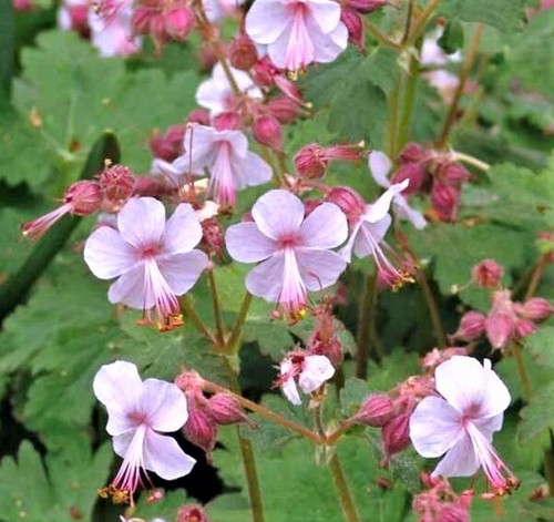 Geranium macrorrhizum hybrid