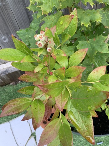 Sweet blueberry fruit plant - blueberry,