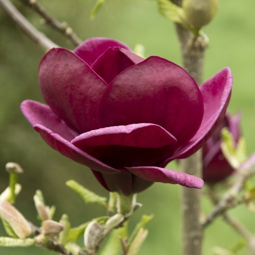 Magnolia tree for garden - tree,