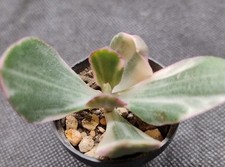 Succulent Crassula ovata v