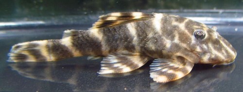 Pack clown pleco - clown, live