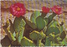 Magenta Beaver Tail Cactus in