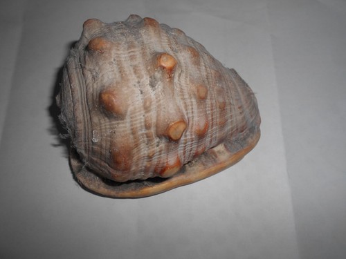 Medium size cowrie type shell