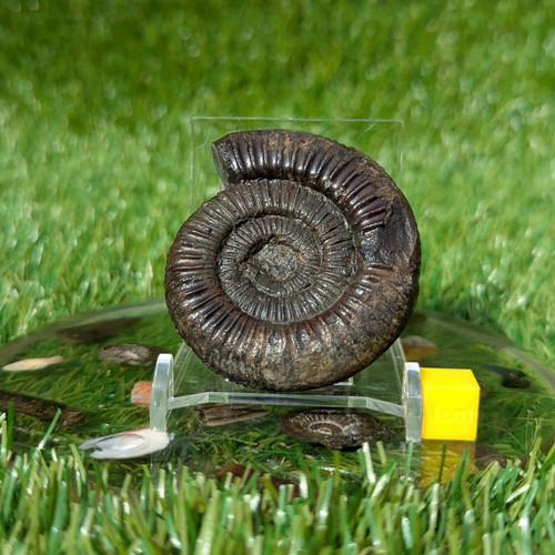 Dactylioceras ammonite whitby - dactylioceras,