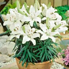 5 x Dwarf Lilies - REINESSE -
