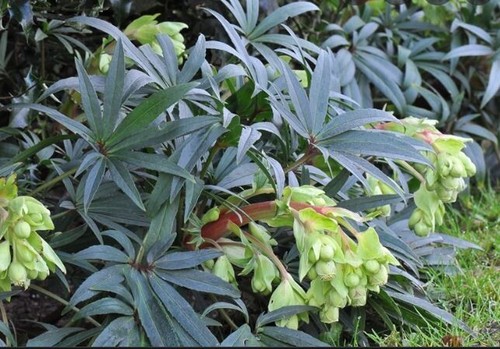 Stinking hellebore - 30,