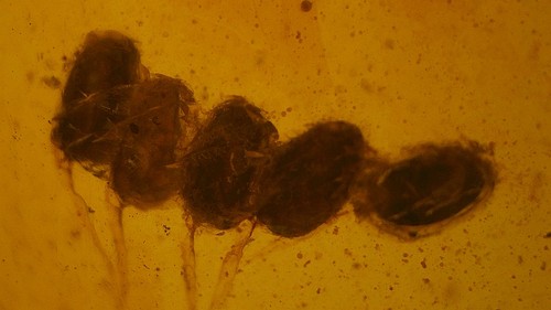 Very rare insect eggs