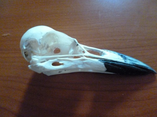 Crow skull only - crow,