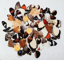  Real Butterfly Wings Ideal