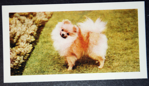 Pomeranian vintage 1960 - vintage, 1960's